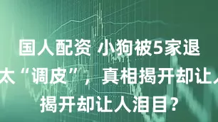 国人配资 小狗被5家退养只因太“调皮”，真相揭开却让人泪目？