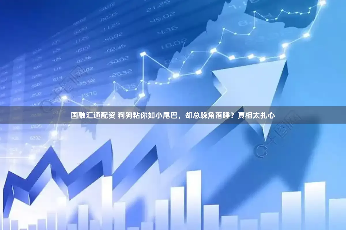 国融汇通配资 狗狗粘你如小尾巴，却总躲角落睡？真相太扎心